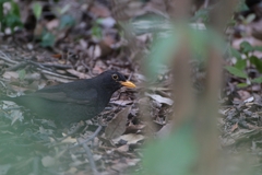 Turdus merula