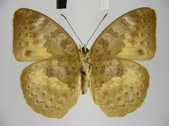 Apectinaria