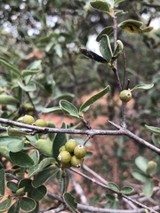 Coptosperma zygoon