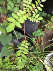 Zanthoxylum piperitum