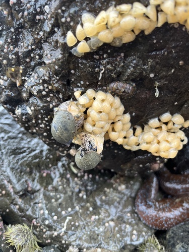 Volutharpa ampullacea observed 2024-04-10