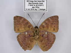 Bebearia languida
