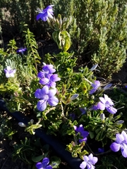Barleria obtusa