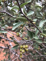 Coptosperma zygoon
