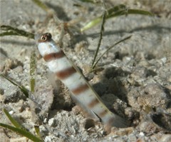 Amblyeleotris steinitzi