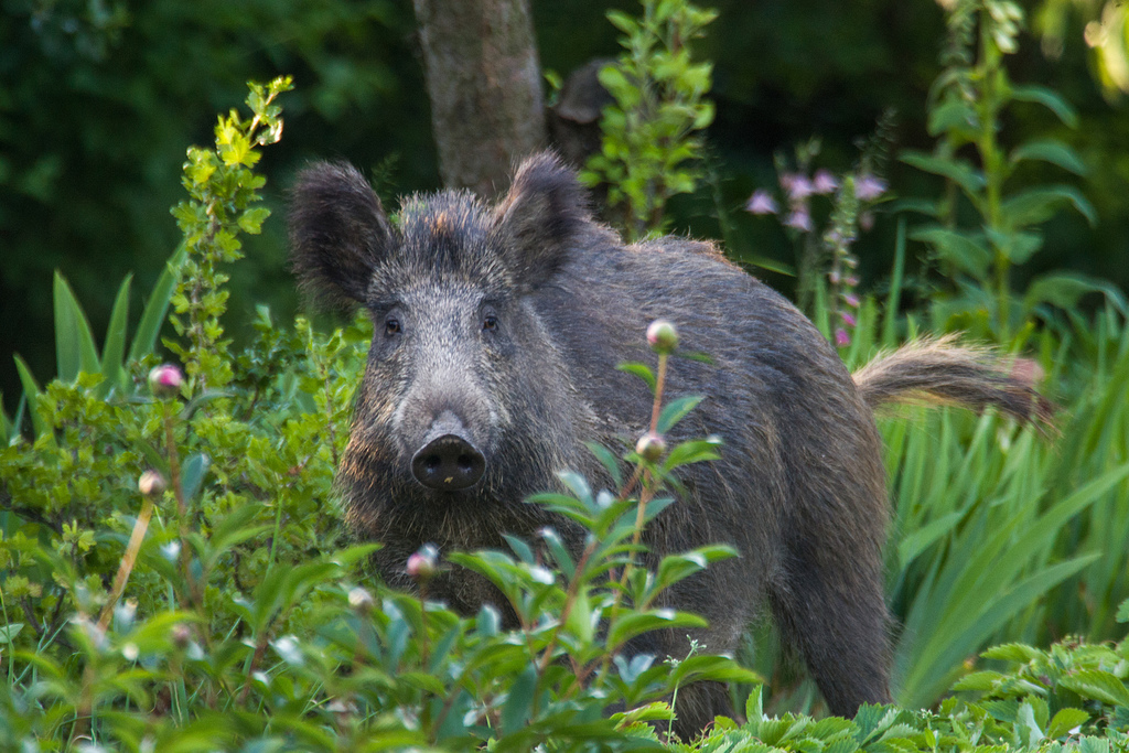 Wild Boar (eMammal Virginia Camera Trap Field Guide) · iNaturalist