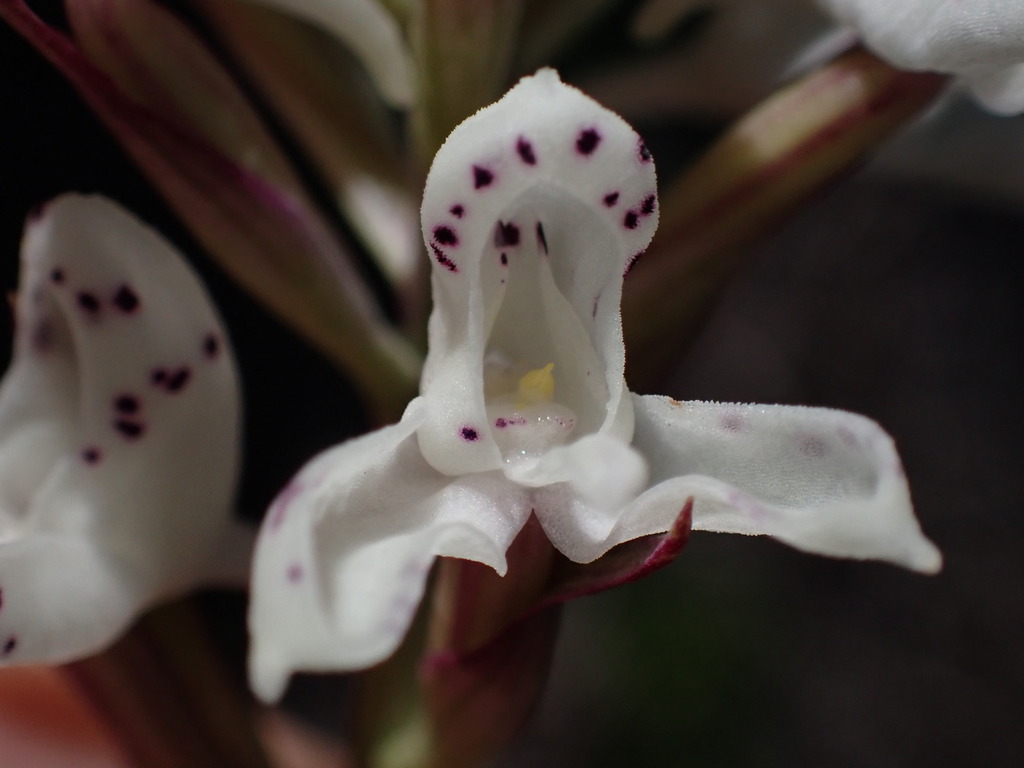 Disa cephalotes