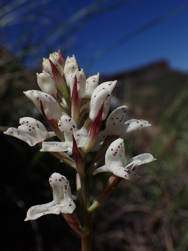 Image of Disa cephalotes by (c) Ren Hoekstra, some rights reserved (CC BY)