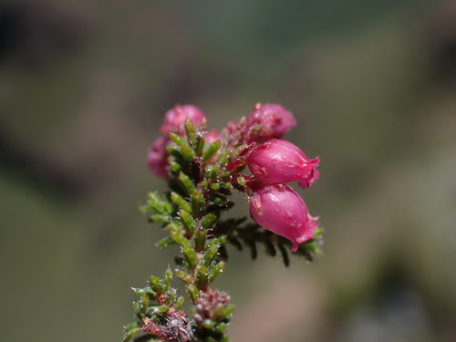 Image of Erica frigida by (c) Ren Hoekstra, some rights reserved (CC BY)
