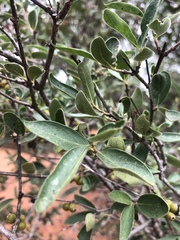 Coptosperma zygoon