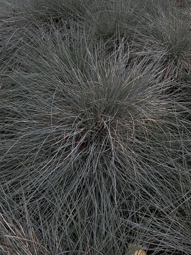Foto de Grama-azul