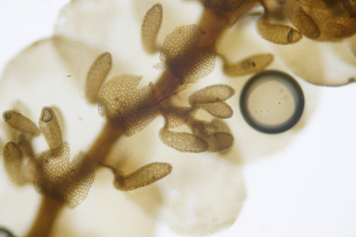 Frullania caulisequa