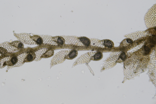 Drepanolejeunea anoplantha