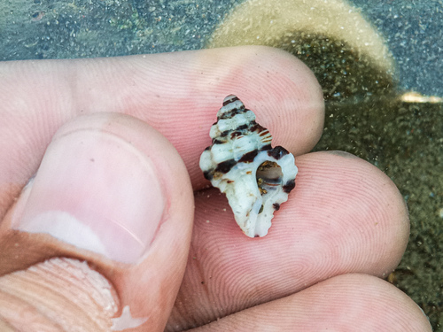 Murexiella vittata, 2024-03-18