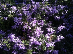 Plectranthus saccatus