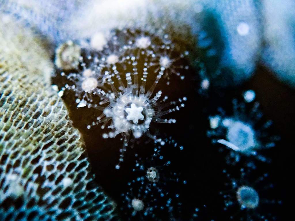 Staurocladia