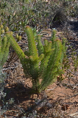 Serruria brownii