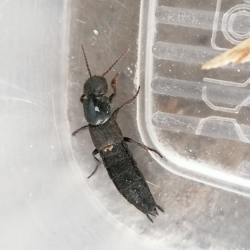 Ocypus fuscoaeneus