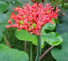 Jatropha podagrica image