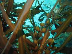Anthophycus longifolius