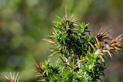 Aspalathus astroites