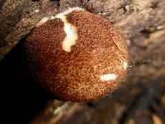 Crepidotus fuscovelutinus