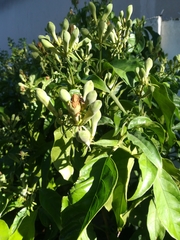 Justicia adhatodoides