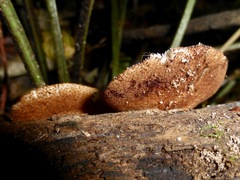 Crepidotus fuscovelutinus