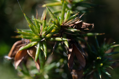 Aspalathus astroites