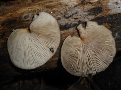 Crepidotus fuscovelutinus