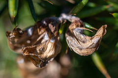 Aspalathus astroites