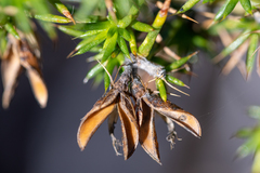 Aspalathus astroites