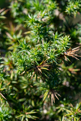 Aspalathus astroites