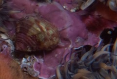 Cinysca dunkeri