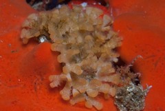 Gigantopora polymorpha