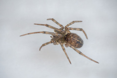 Steatoda castanea