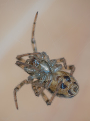 Steatoda castanea