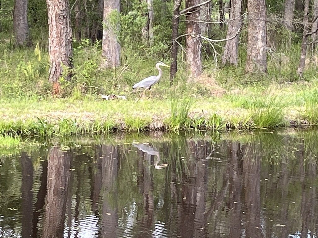 Great Blue Heron from Crooked Creek, FuquayVarina, NC, US on April 10