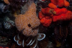 Botrylloides magnicoecus