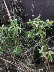 Veronica strictissima