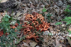Clathrus ruber