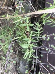 Veronica strictissima