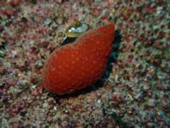 Alcyonidium nodosum