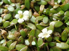Glossostigma elatinoides