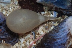 Lugubrilaria lugubris
