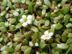 Glossostigma elatinoides