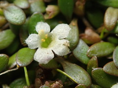 Glossostigma elatinoides
