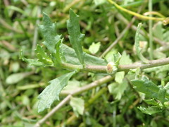 Centipeda cunninghamii