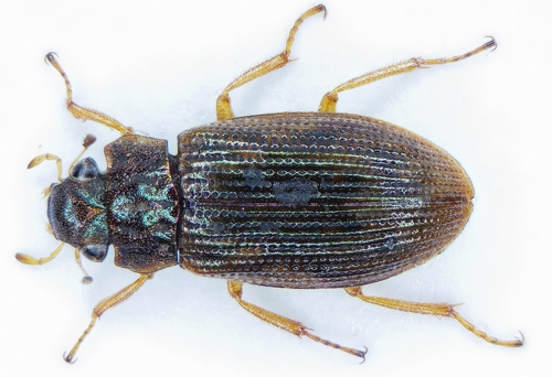 Helophorus obscurus