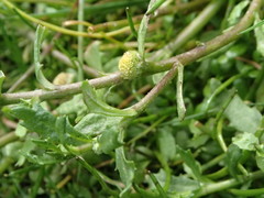 Centipeda cunninghamii